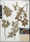 Foto von Salix glauca L.